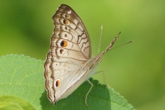 Chesias eucestia - Graues Stiefmütterchen (Grey Pansy)